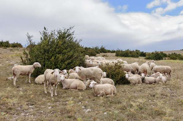 Племенные овцы Лакон (Скот из Европы класса Элита) в Красноярске фото 6
