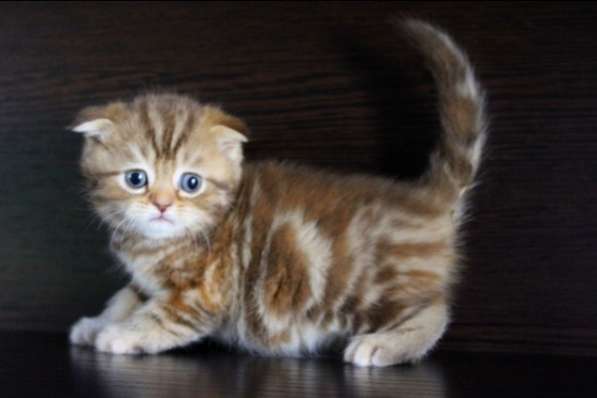 Малышка в Санкт-Петербурге