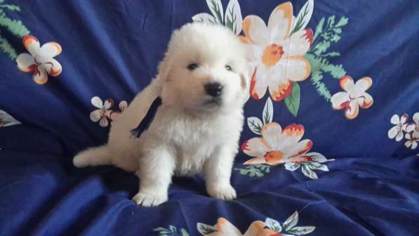 Щенки Мареммо-Абруцкая Овчарка в Краснодаре фото 28