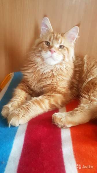 Котёнок шоу/брид класса, Чемпион WCF в Екатеринбурге фото 21