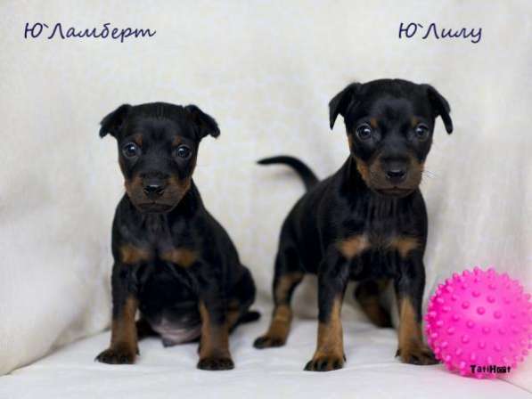 Щенки Цвергпинчера