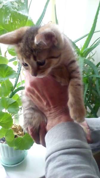 Подарю в добрые, заботливые руки!