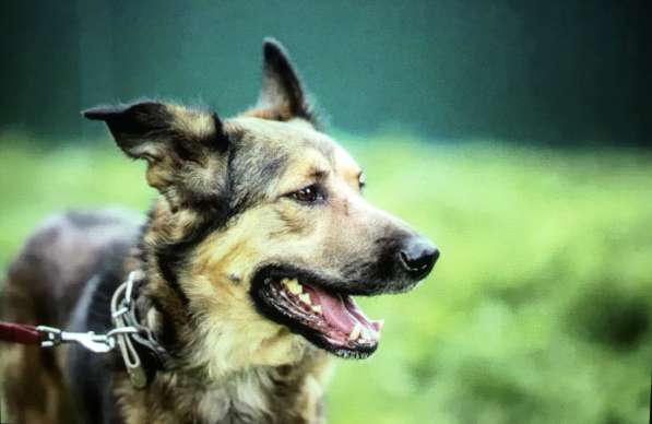 Умнейший пёс Сеня ищет дом и любящую семью в Москве фото 5
