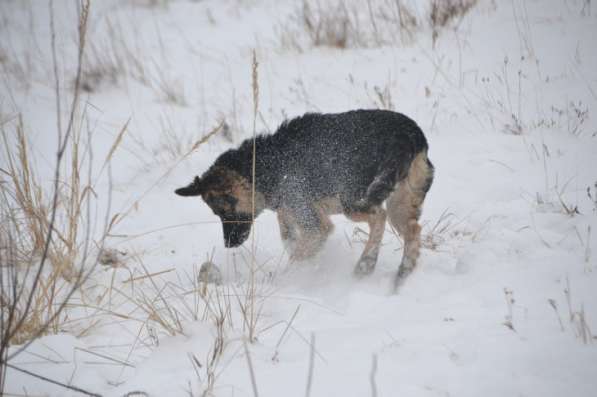 Щенок-подросток Челси в дар! в Москве фото 8