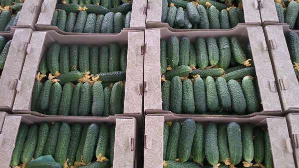 Гринполь-поставки свежих фруктов, овощей, грибов, орехов в Москве фото 6