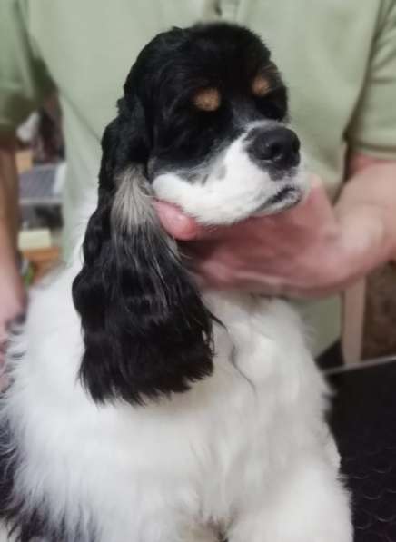 Продаются подросшие щенки в Электростале фото 11