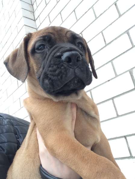 Щенки Бульмастифа в Москве