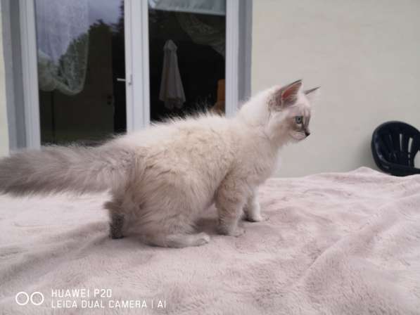 Котята Невские - Маскарадные в фото 3