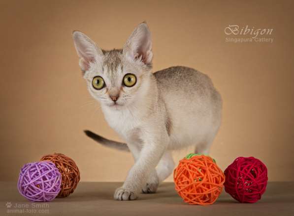 Котята породы Сингапура из питомника БИБИГОН в Москве фото 20