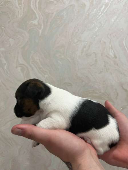 Щенки Джек Рассел терьер в Москве фото 9