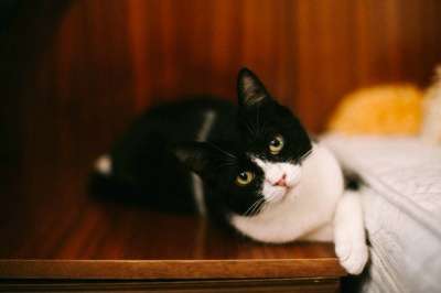 Отдам даром Удивительная кошка Боня