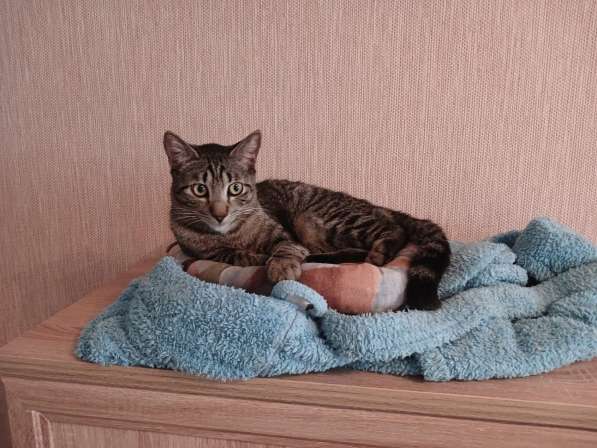 Ищет дом умный, спокойный котёнок-философ в Санкт-Петербурге фото 4