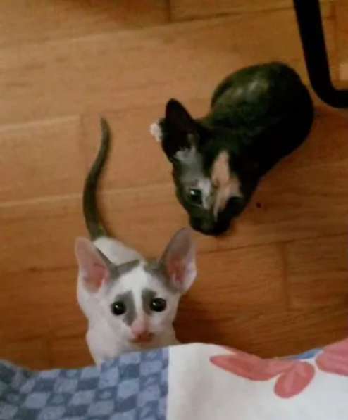 Котята Корниш-рекс в Москве фото 9