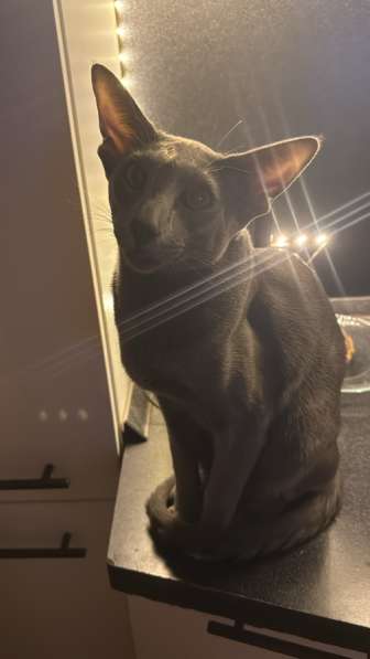 Кот для Вязки в Санкт-Петербурге