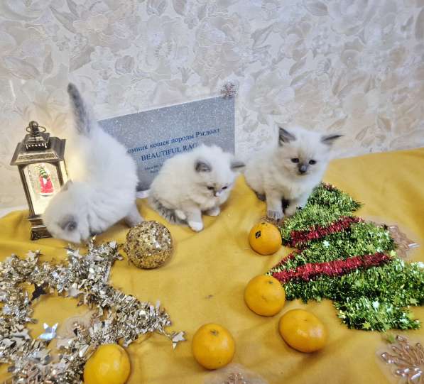 Малышки Рэгдолл