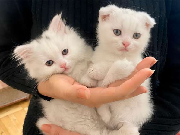Шотландский белый вислоухий котёнок / Scottish Fold (white)