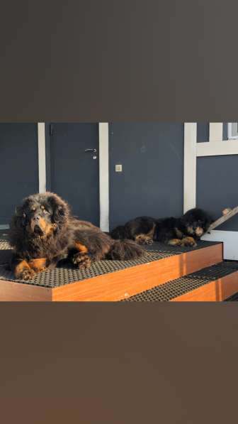 Собака в Москве фото 4