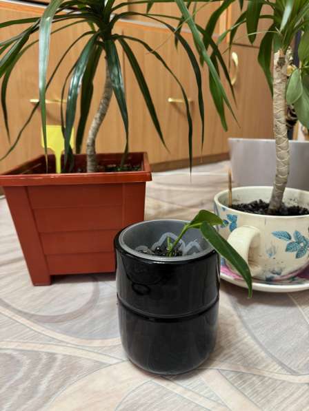 Антуриум («Мужское Счастье»)