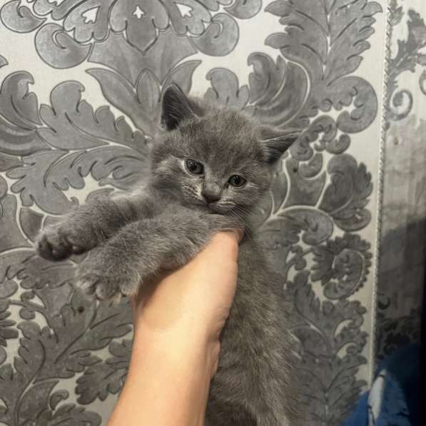 Продам шатдандец прямоухий мальчик в Красноярске