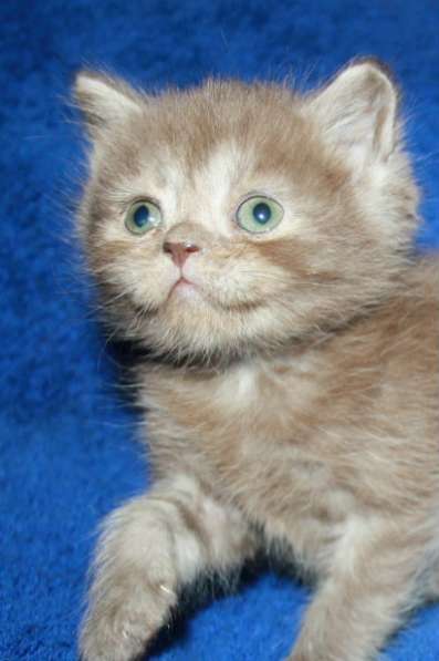 Британские котята