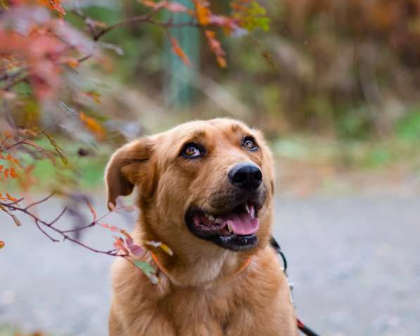 Мягкая и послушная молодая собака ищет дом в Санкт-Петербурге фото 10