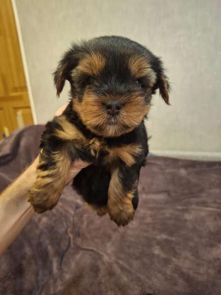 Чистокровные щенки Йоркширского Терьера в фото 7