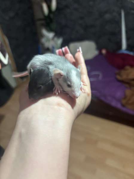 Маленькие крысята ищут домик в Лыскове