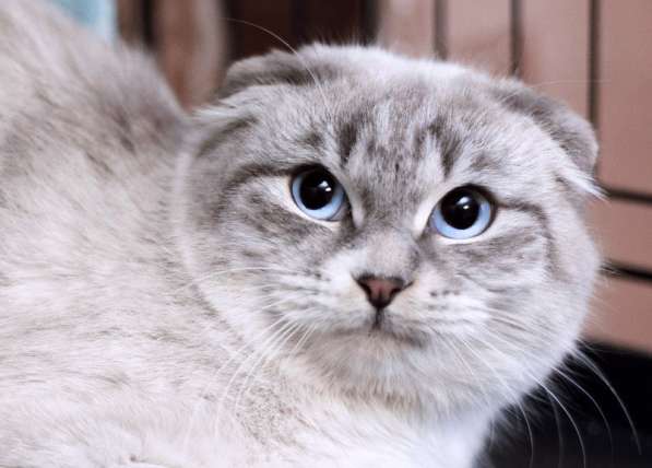 Шотландская вислоухая голубоглазая Лора в дар