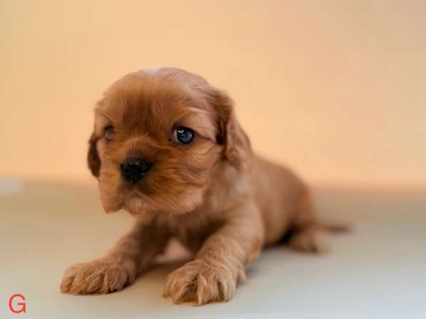 Щенки кавалер Кинг Чарльз спаниель в Москве фото 4