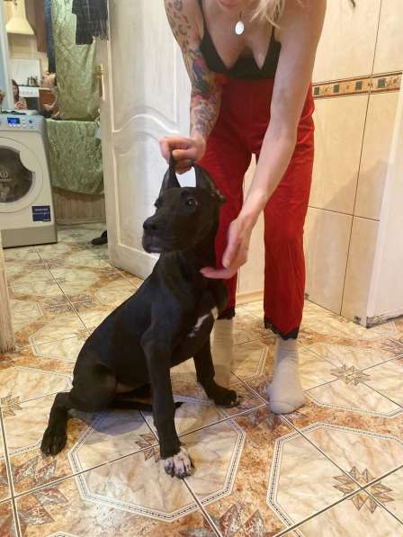 Дог в Москве фото 10