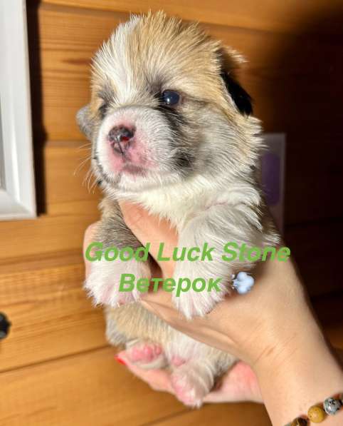 Перспективные щенки Вельш Корги Пемброк в Санкт-Петербурге фото 3