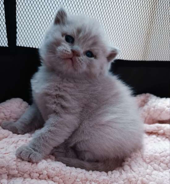 Scottish Fold в фото 10