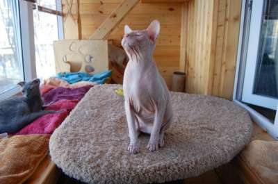 Предлагается к продаже донского сфинкс в Санкт-Петербурге