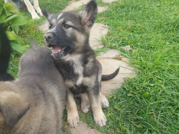 Продаю щенков в Сергиевом Посаде