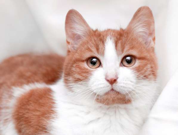 Рыжий котенок Цефей в дар