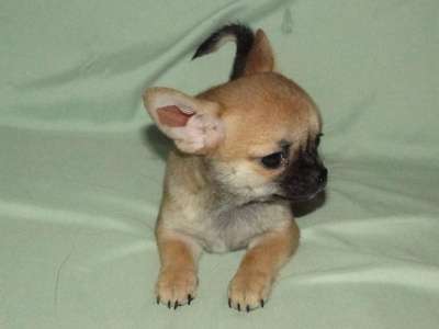 чишки-малыши и малышки в Санкт-Петербурге