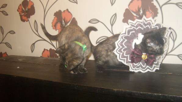 Весёлые и ловкие котятки ищут дом