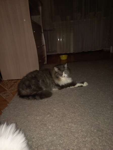 Кот сибиряк,4 года в Новосибирске фото 13