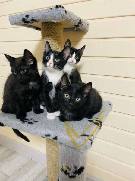 Котята в добрые руки в Иркутске фото 6