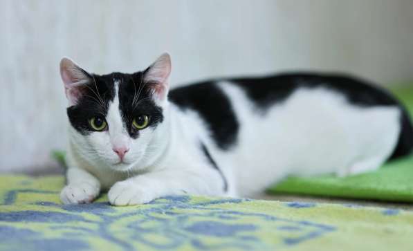 Котик очень хочет стать домашним любимцем в Обнинске фото 3