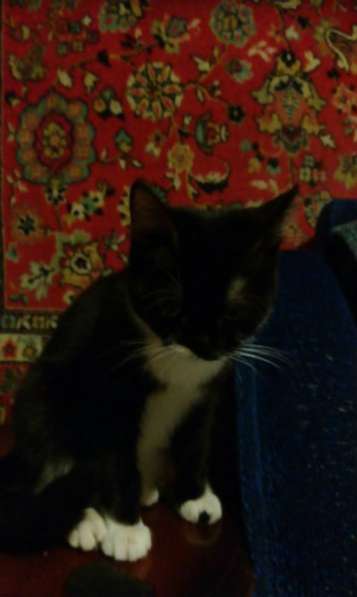 Отдам даром Маленький подкидыш в Санкт-Петербурге фото 5