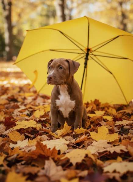 Щенки американского питбультерьера в Санкт-Петербурге фото 3