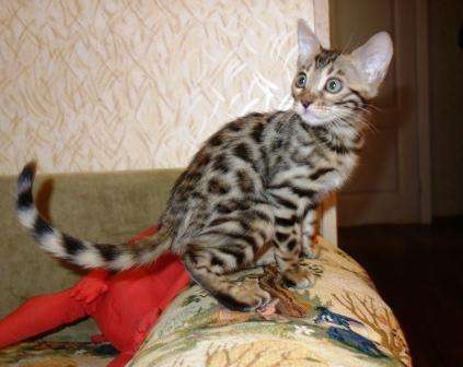 Бенгальские котята в Новосибирске фото 10