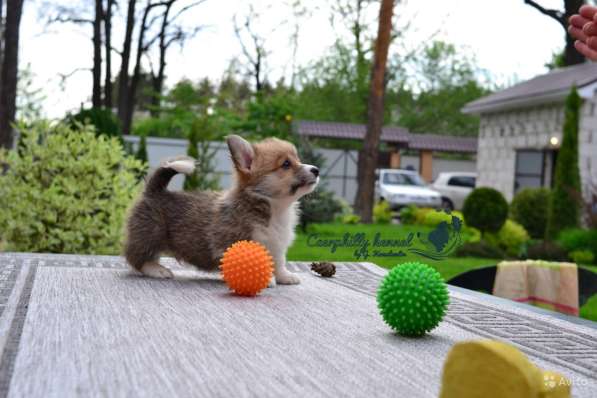 Вельш Корги Пемброк в Воронеже фото 11