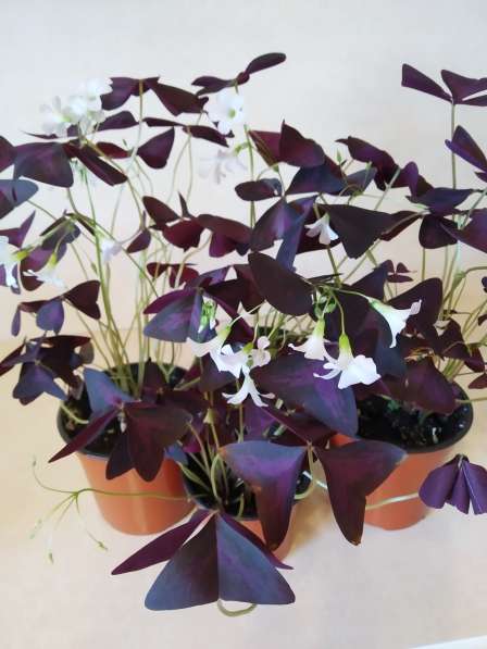 Оксалис Oxalis triangularis Cupido (кислица) в Санкт-Петербурге фото 6