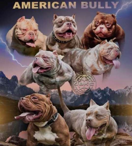 Шикарная девочка American Bully ABKC в Москве фото 11