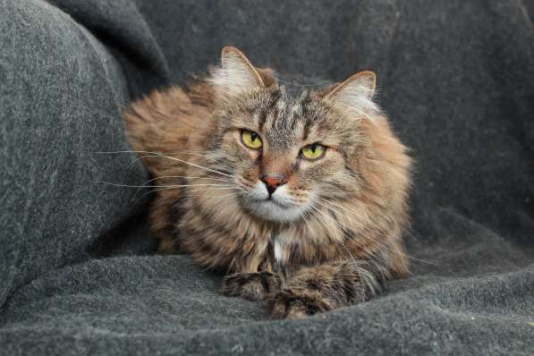 Кот в добрые руки. Сибирячок Стёпа в Калуге фото 13