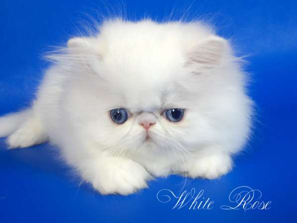 Элитный персидский котенок Xmas белого окраса голубоглазый в Москве фото 3