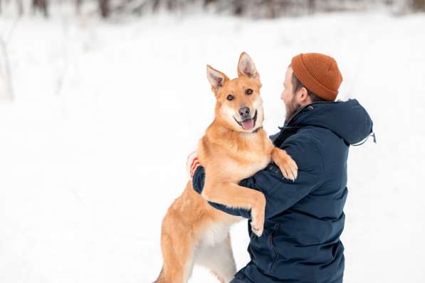 Рыжая лисичка Белла в добрые руки в Москве фото 11
