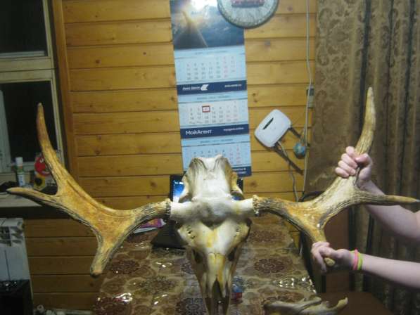 Продам рога лося вместе с черепом и челюстью в Переславле-Залесском фото 3